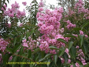 Lagerstroemia indica x fauriei 'Muskogee' - blossom